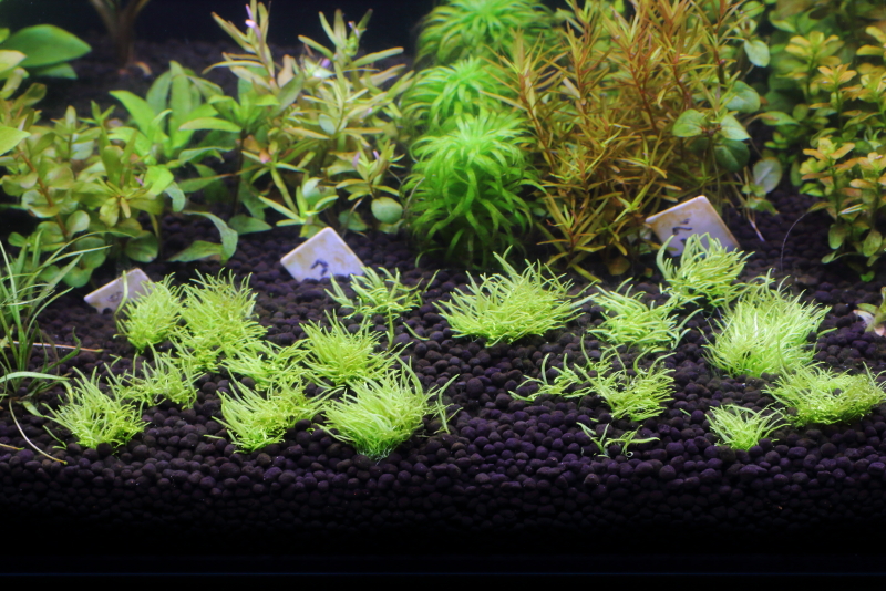 植栽から21日目　ウォーターローン